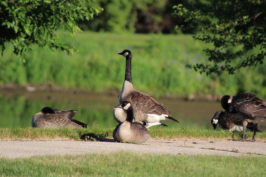 Relaxing Summer Vacation Canadian Geese Photograph by Colleen Cornelius