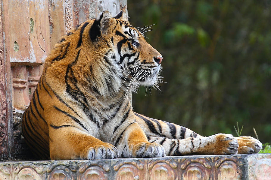 Relaxing Tiger Photograph by Dart Humeston