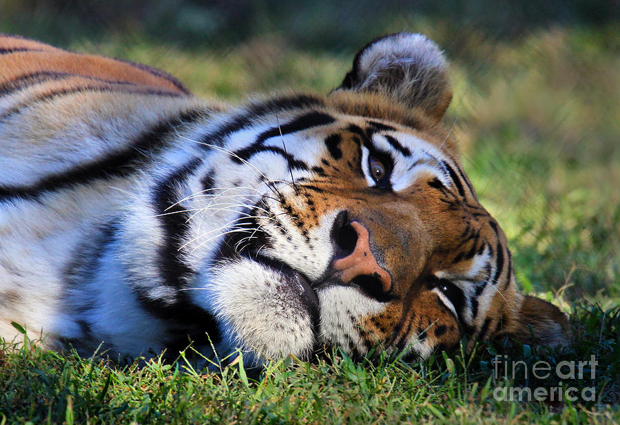 Relaxing Tiger Photograph by Roger Becker