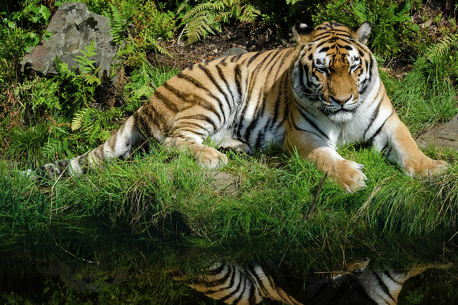 Relaxing Tiger Photograph by Willy Andre Maehlum | Fine Art America