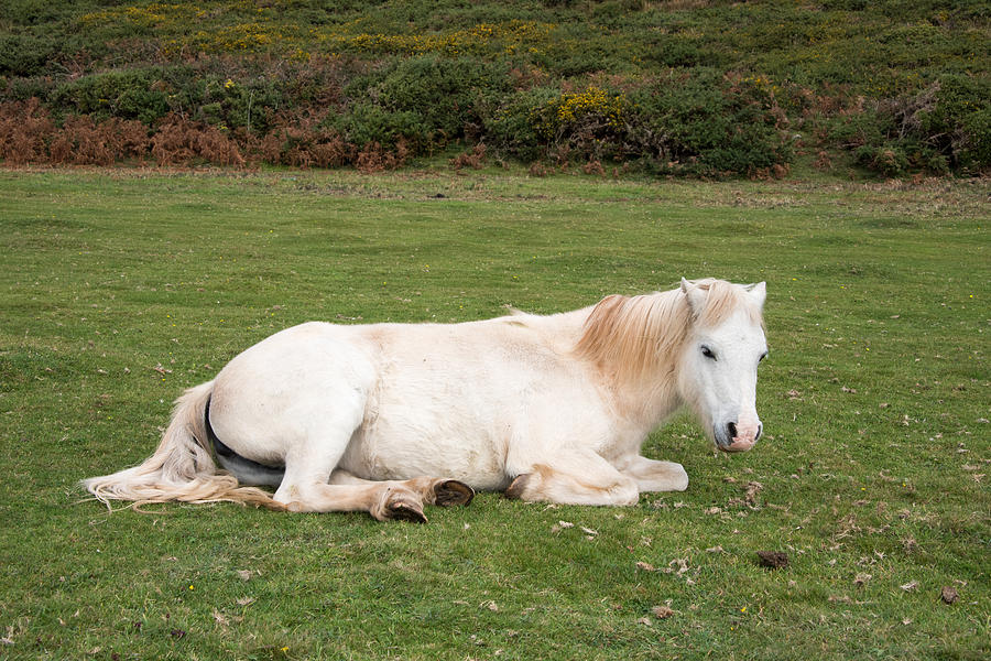 Relaxing White Horse Photograph by Roy Pedersen