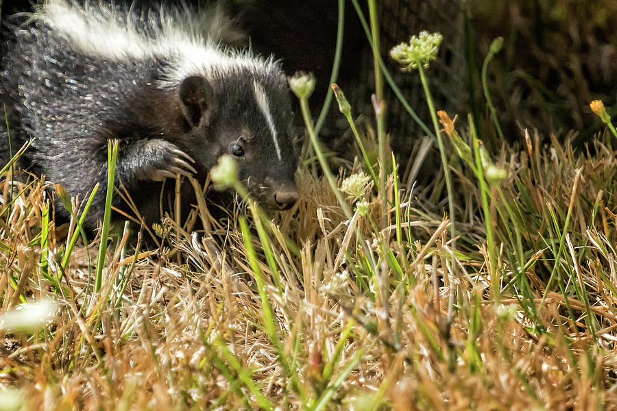 Release of a Young Skunk Photograph by Belinda Greb