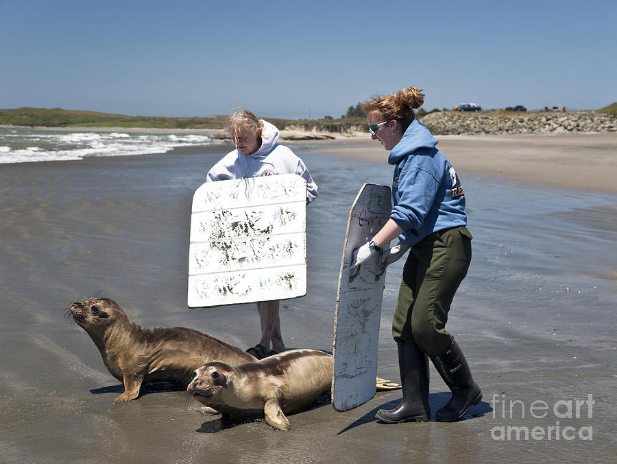 Releasing Rescued Weaner Elephant Seals Photograph by Inga Spence