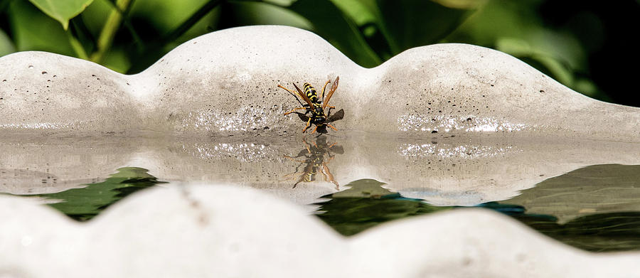 Reflected Little Stinger Taking a Sip by Chris White Photograph by C H Apperson
