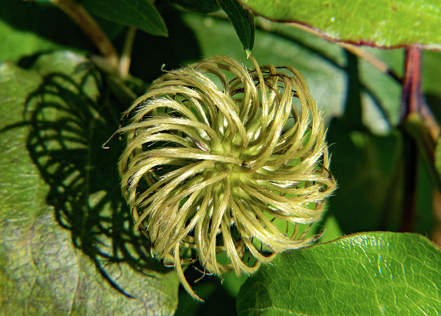 Remainder of a Clematis Blossom Photograph by Douglas Barnett