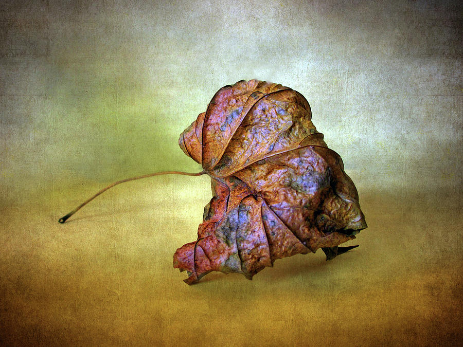 Remains of Autumn Photograph by Jessica Jenney