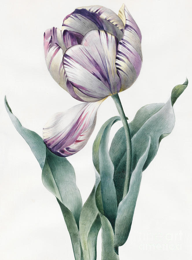 Rembrandt Tulip Painting by Louise DOrleans