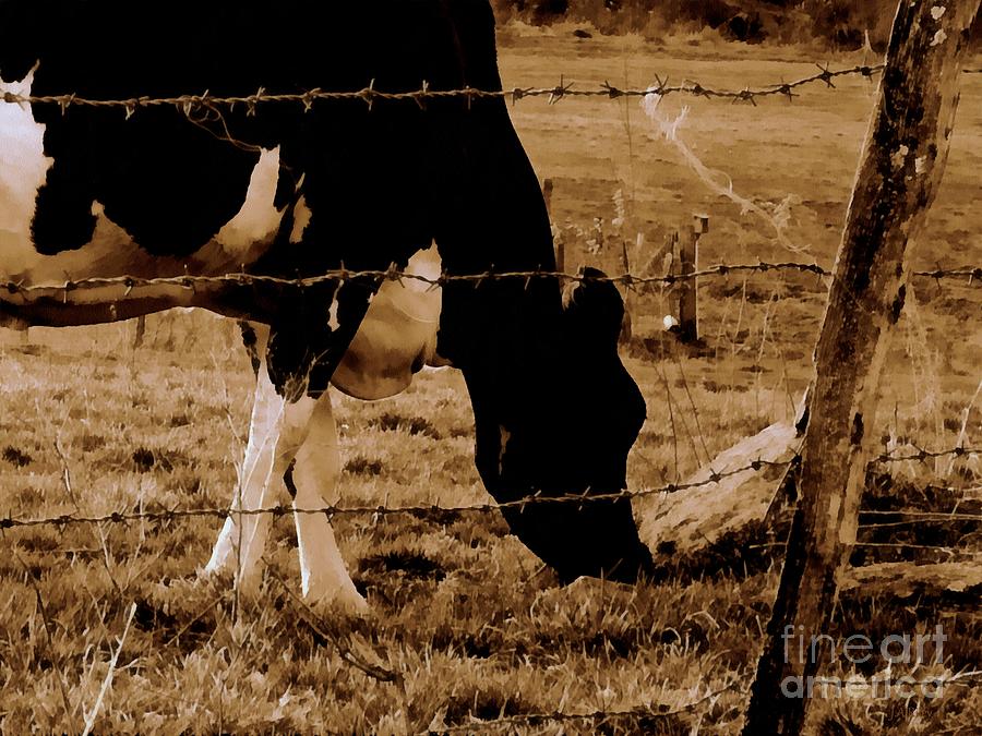 Remember the day - Sepia brown black and white cow grazing Photograph by Janine Riley