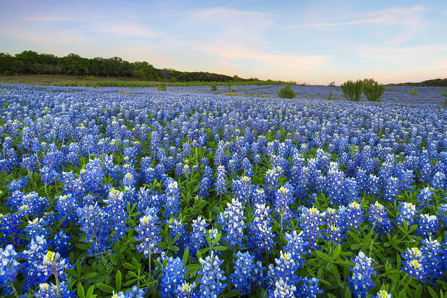 Remembering Bluebonnets at Sunrise 1 Photograph by Rob Greebon | Fine ...