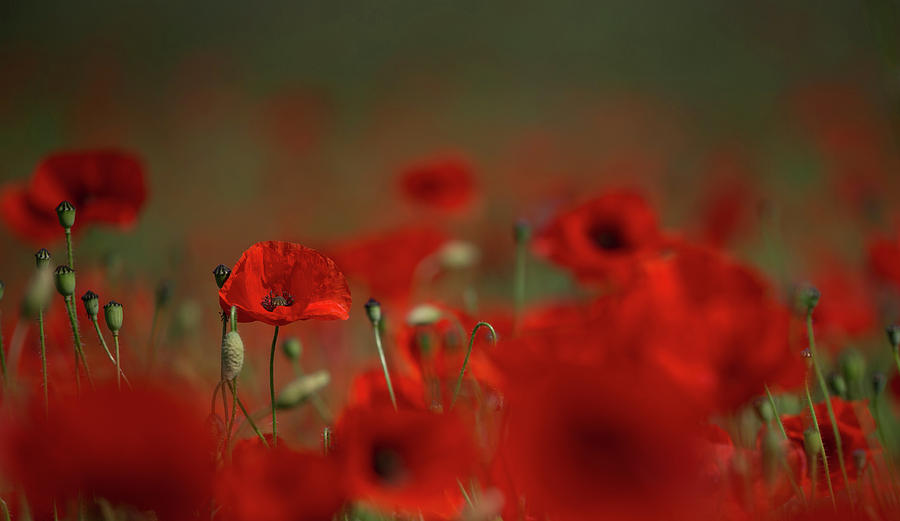 Remembering Poppies Photograph by Pete Walkden