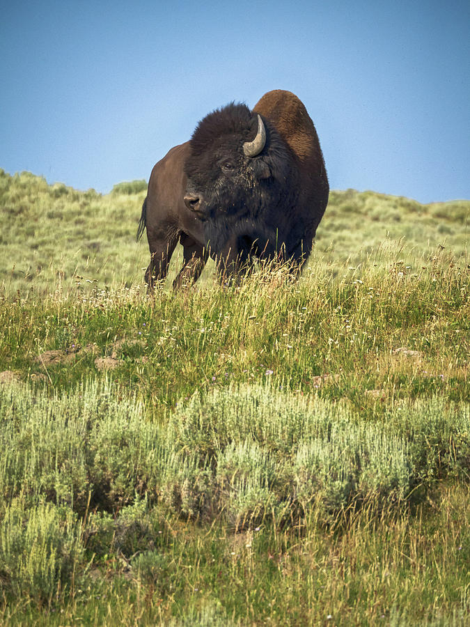 Bison Photograph - Remembering by Rob Wilson Bison Photograph - Remembering by Rob Wilson