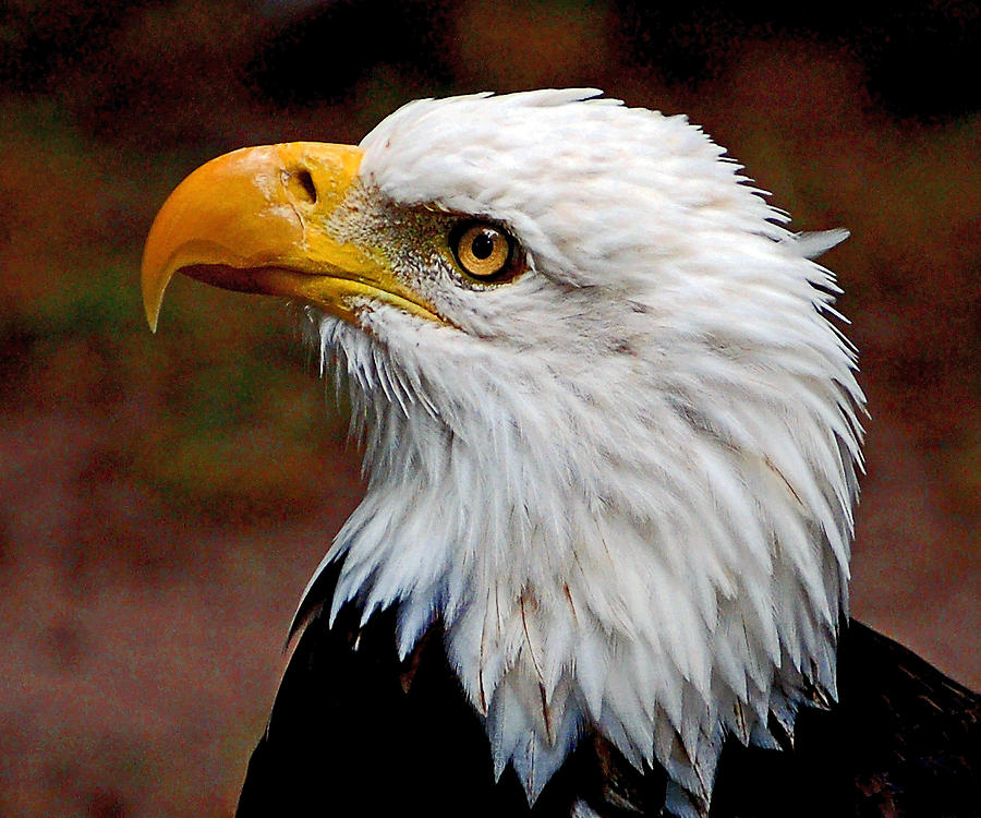 Eagle Photograph - Reminiscent Bald Eagle by Donna Proctor