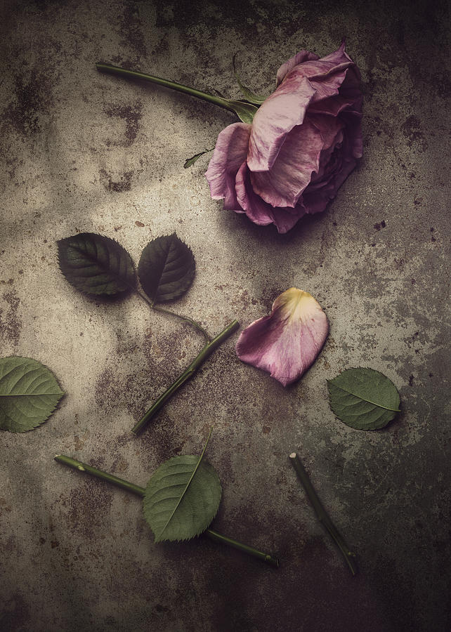 Rose Photograph - Remnants by Amy Weiss