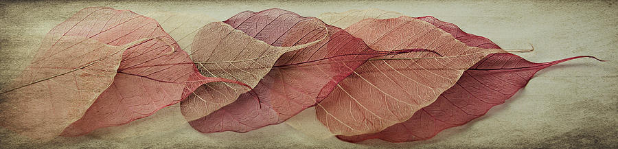 Fall Photograph - Remnants of Summer Days by Maggie Terlecki