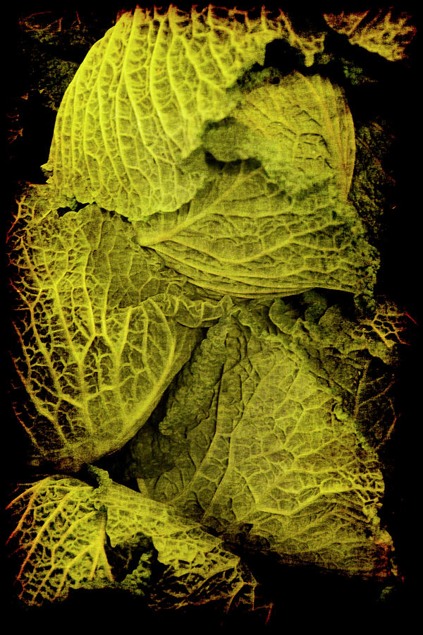 Renaissance Chinese Cabbage Photograph by Jennifer Wright