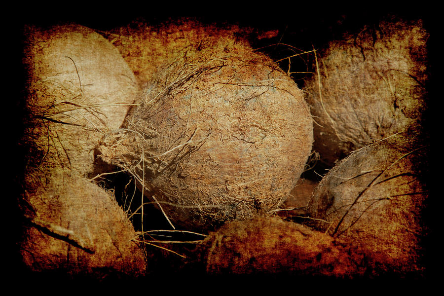 Renaissance Coconut Photograph by Jennifer Wright