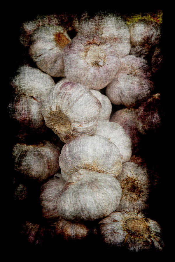 Renaissance Garlic Photograph by Jennifer Wright