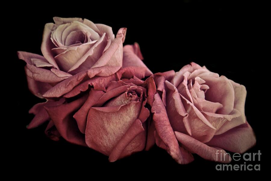Renaissance Roses Photograph by Patricia Strand