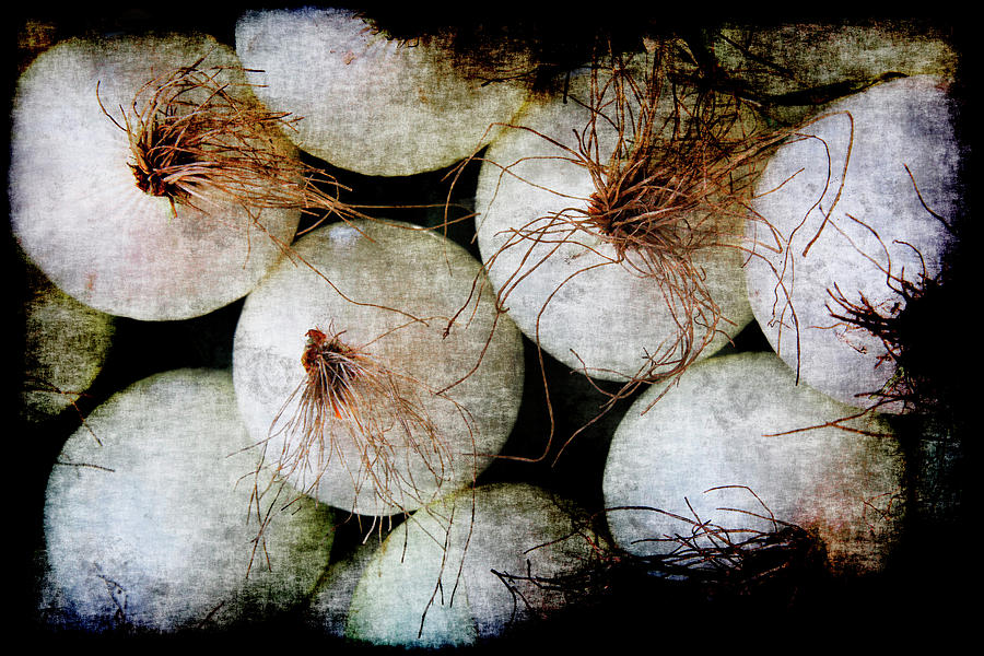 Renaissance White Onions Photograph by Jennifer Wright