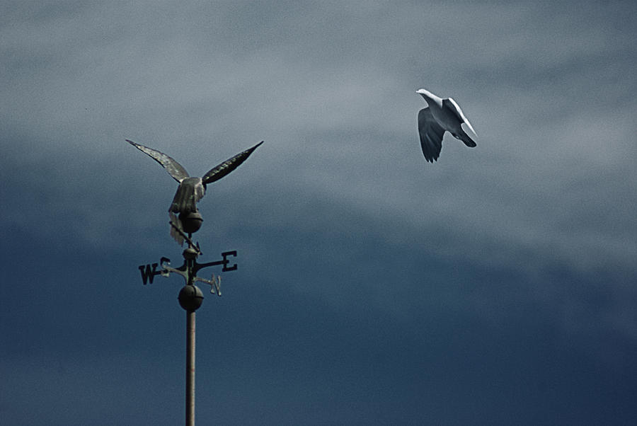Bird Photograph - Rendez-Vous by Osvaldo Hamer
