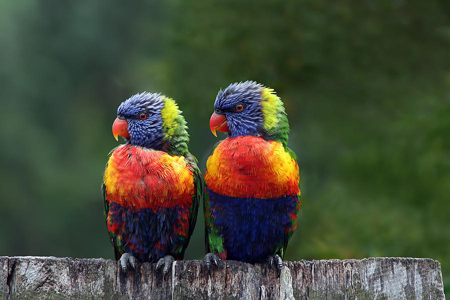 Lorikeets Photograph - Rendezvous in the Rain by Lesley Smitheringale Lorikeets Photograph - Rendezvous in the Rain by Lesley Smitheringale