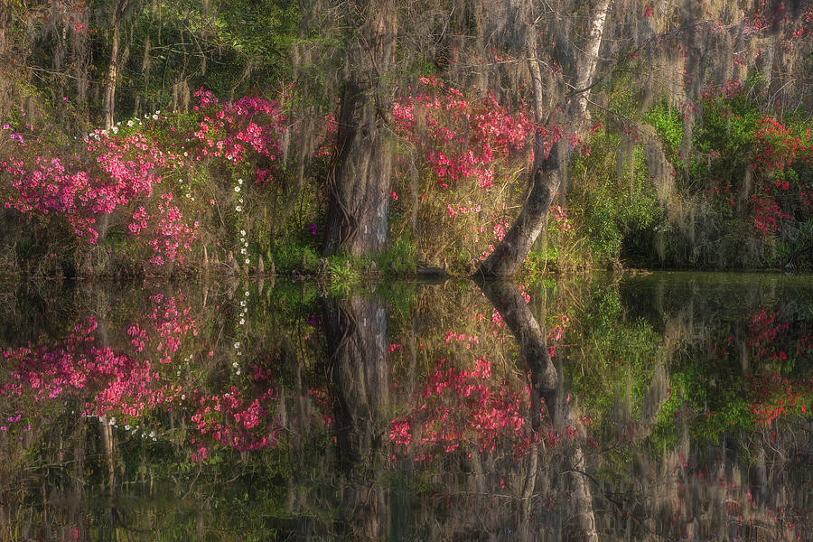 Renewal, Reflected Photograph by Kim Carpentier
