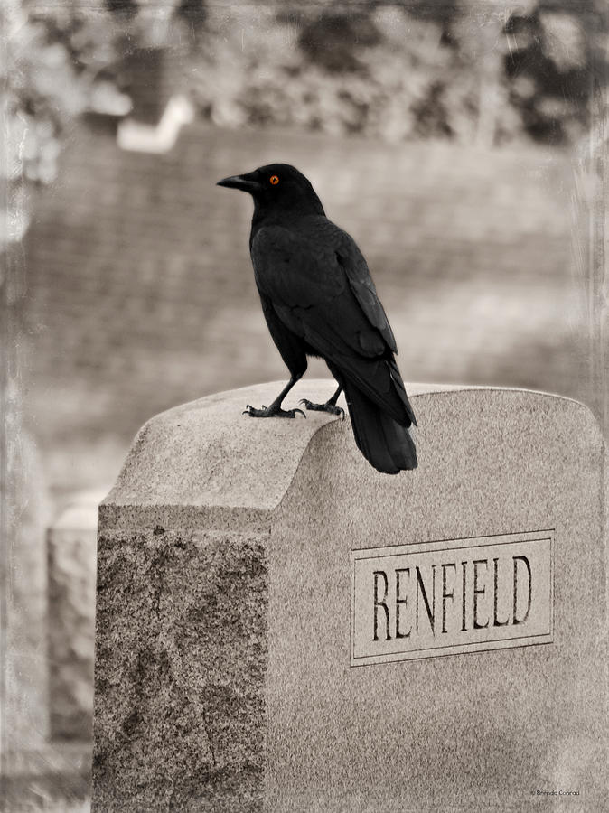 Bird Photograph - Renfield by Dark Whimsy