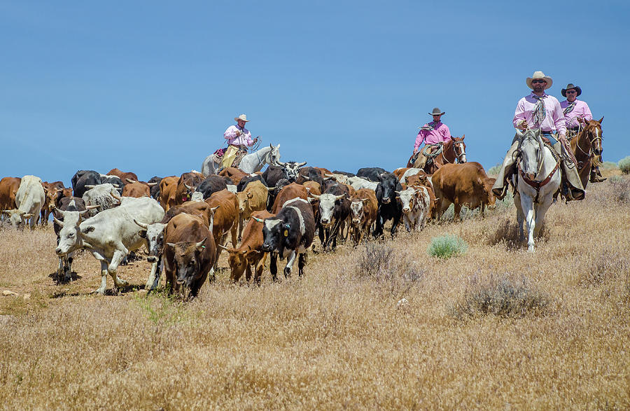 Reno Cattle Drive 11 Photograph by Rick Mosher