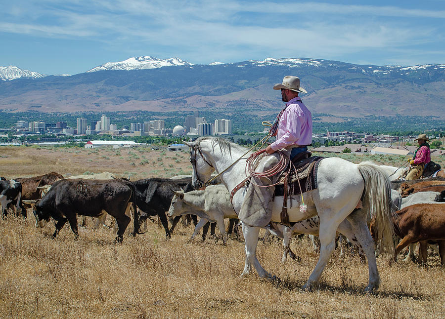 Reno Cattle Drive 16 Photograph by Rick Mosher