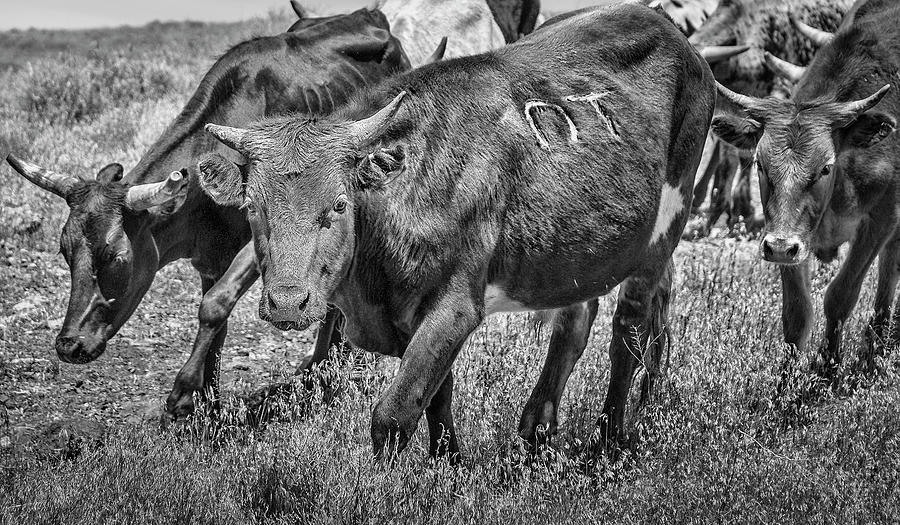 Reno Cattle Drive 21 BW Photograph by Rick Mosher