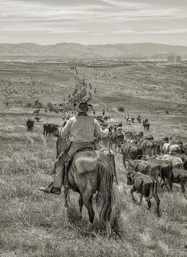 Reno Cattle Drive 22 BW Photograph by Rick Mosher