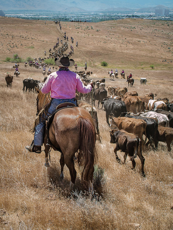 Reno Cattle Drive 22 Photograph by Rick Mosher
