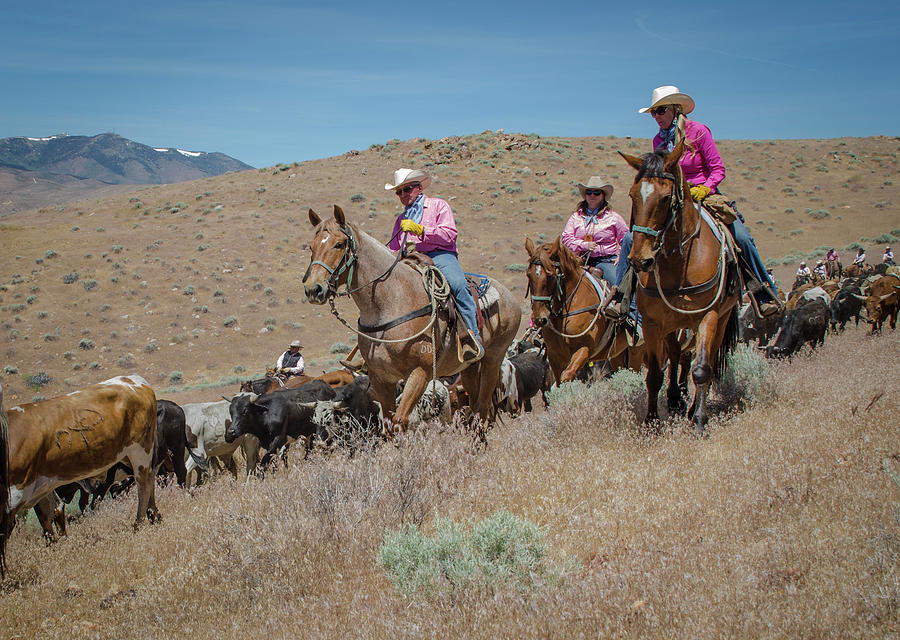 Reno Cattle Drive 3 Photograph by Rick Mosher