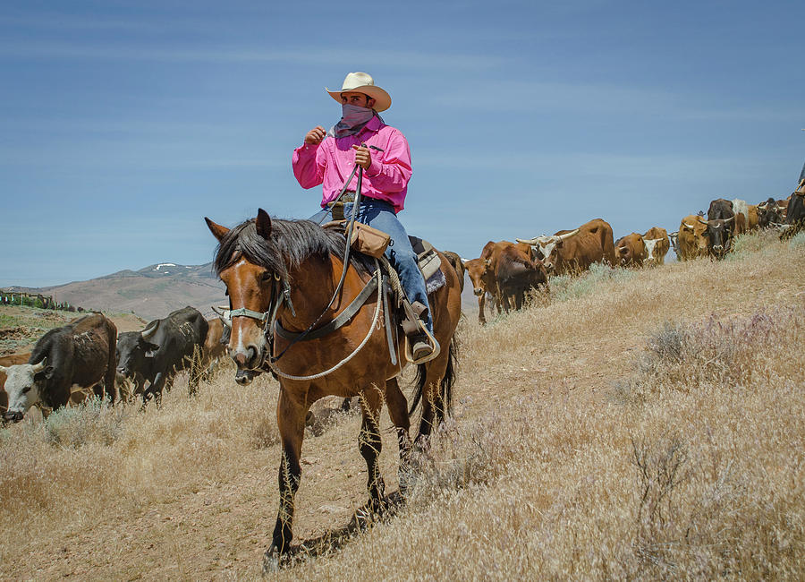 Reno Cattle Drive 6 Photograph by Rick Mosher