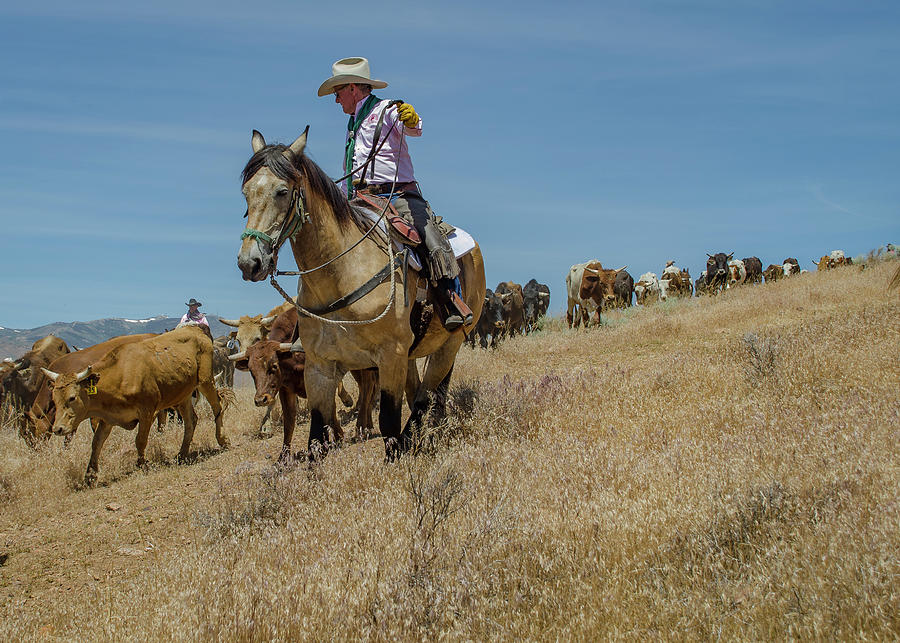 Reno Cattle Drive 9 Photograph by Rick Mosher