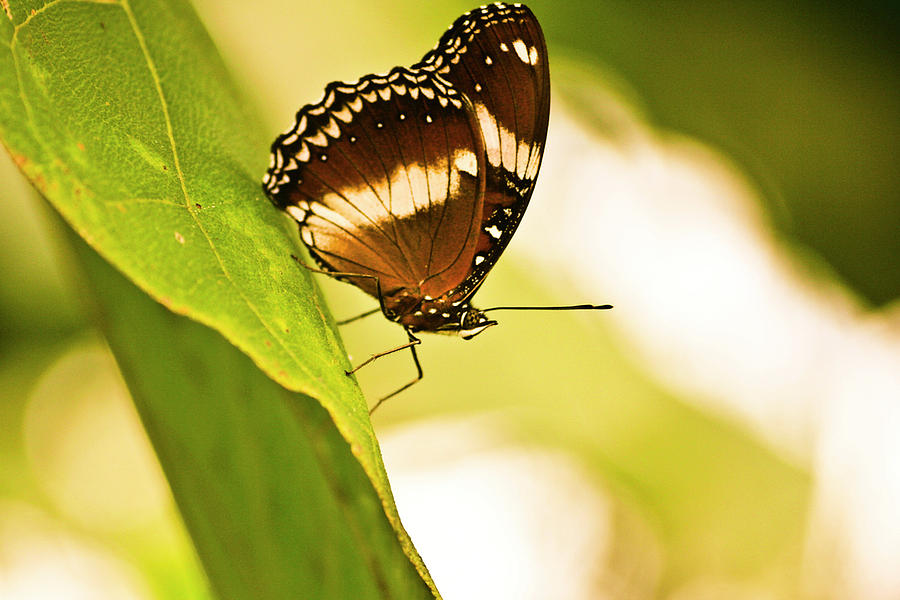 Butterfly Photograph - Repro#macro #canon #photograph by M Danang Mutamarrodin
