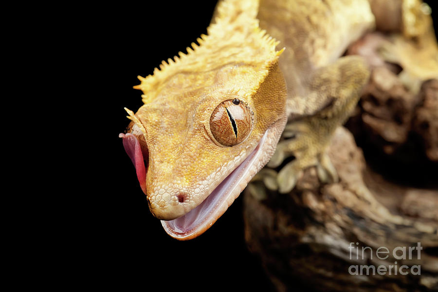 Reptile close up with tongue Photograph by Simon Bratt