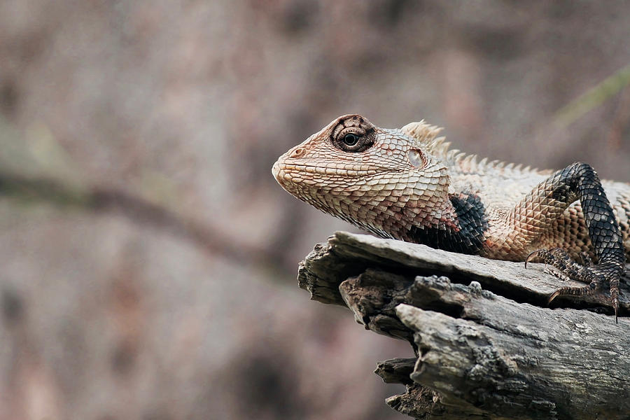Wildlife Photograph - Reptile Life by Happy Home Artistry