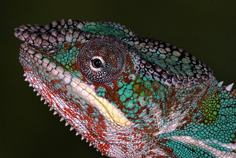 Reptile Rainbow - Panther Chameleon Photograph by Mitch Spence