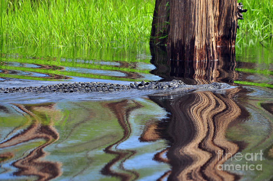 Reptile Ripples Photograph by Al Powell Photography USA