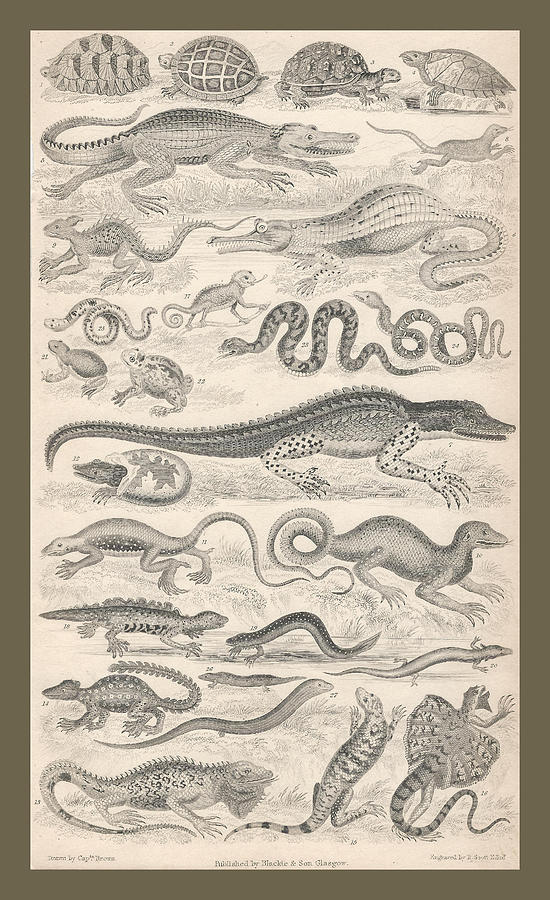 John James Audubon Drawing - Reptiles by Dreyer Wildlife Print Collections 