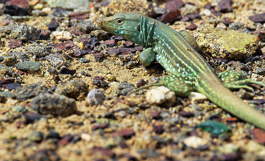 Reptilian - Arubian Whiptail Lizard - Cnemidophorus Arubensis ...