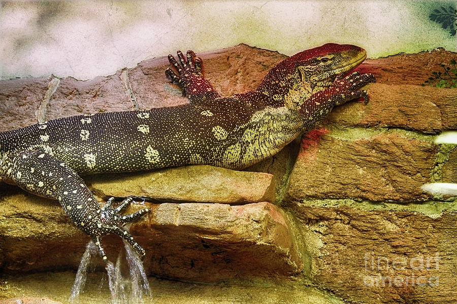 Reptiles Photograph - Reptilian Gothic by Steven Digman Reptiles Photograph - Reptilian Gothic by Steven Digman
