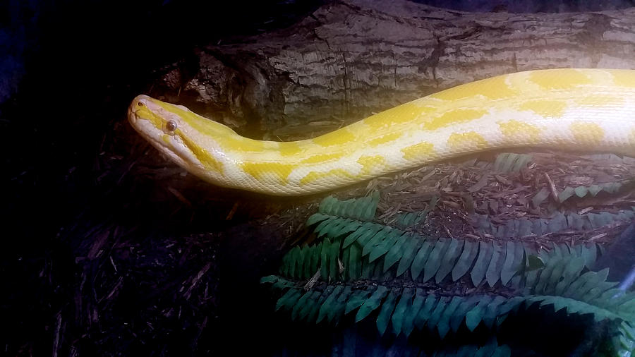 Snake Photograph - Reptillian Glow by Joshua Register
