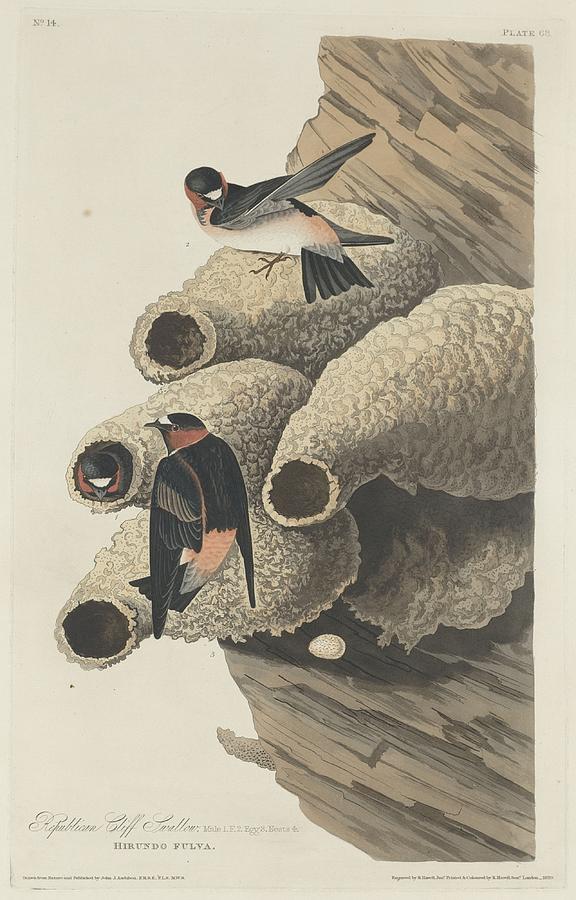 Republican Cliff Swallow Drawing by Dreyer Wildlife Print Collections 