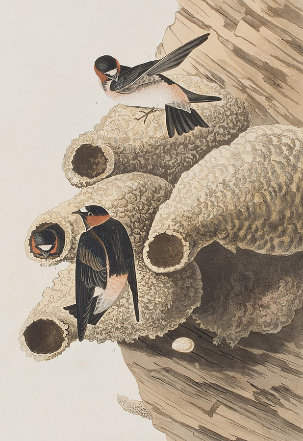 John James Audubon Painting - Republican or Cliff Swallow by John James Audubon