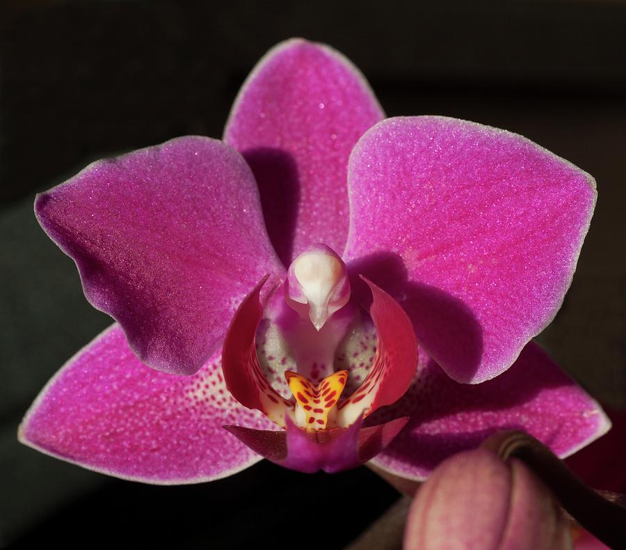 Rescue Orchid by Richard Thomas Rescue Orchid by Richard Thomas
