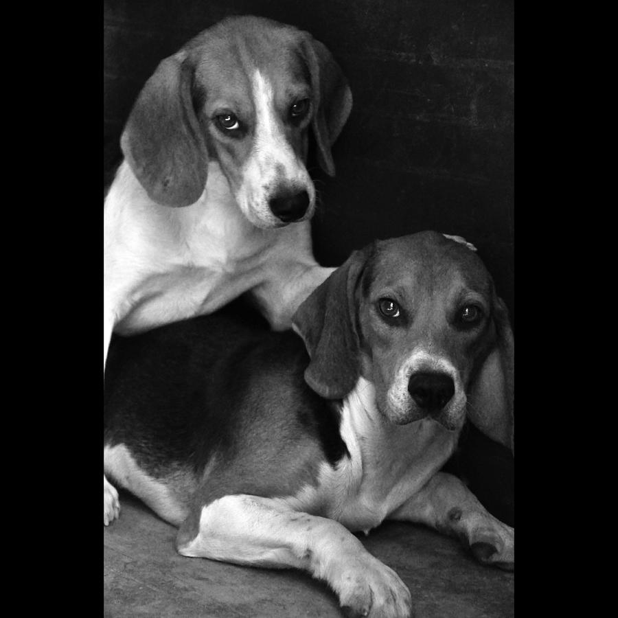 Beagle Photograph - Rescued 1 by Laura Melis