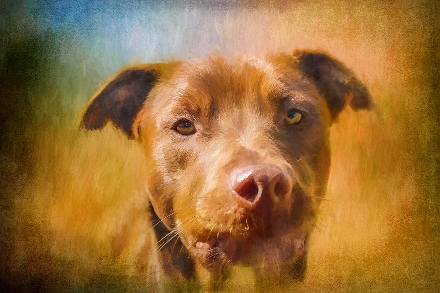 Rescued Chocolate Lab Portrait Photograph by Eleanor Abramson