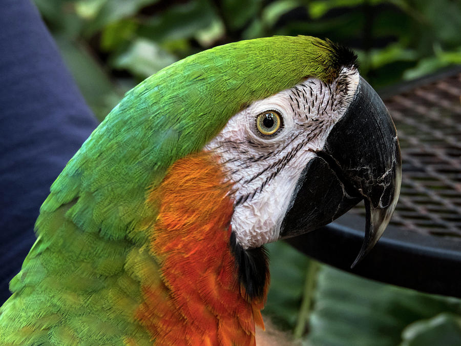 Rescued Parrot Photograph by Bob Slitzan